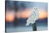 Snowy owl perched on wodden post at dusk, Canada-Markus Varesvuo-Stretched Canvas
