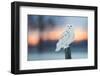 Snowy owl perched on wodden post at dusk, Canada-Markus Varesvuo-Framed Photographic Print