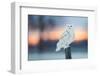 Snowy owl perched on wodden post at dusk, Canada-Markus Varesvuo-Framed Photographic Print