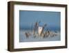 Snowy owl standing behind dried plant in snow, Canada-Markus Varesvuo-Framed Photographic Print