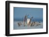 Snowy owl standing behind dried plant in snow, Canada-Markus Varesvuo-Framed Photographic Print