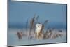 Snowy owl standing behind dried plant in snow, Canada-Markus Varesvuo-Mounted Photographic Print