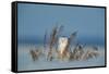 Snowy owl standing behind dried plant in snow, Canada-Markus Varesvuo-Framed Stretched Canvas