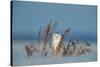 Snowy owl standing behind dried plant in snow, Canada-Markus Varesvuo-Stretched Canvas