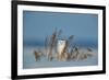 Snowy owl standing behind dried plant in snow, Canada-Markus Varesvuo-Framed Photographic Print