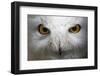 Snowy Owl Stare-Nathan Larson-Framed Photographic Print