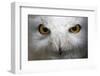 Snowy Owl Stare-Nathan Larson-Framed Photographic Print