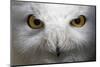 Snowy Owl Stare-Nathan Larson-Mounted Photographic Print