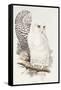 Snowy Owl. Strix Nyctea; (Linn); Surnia Nyctea, 1832-1837-Edward Lear-Framed Stretched Canvas