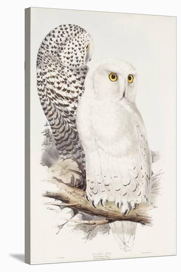 Snowy Owl. Strix Nyctea; (Linn); Surnia Nyctea, 1832-1837-Edward Lear-Stretched Canvas