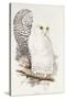 Snowy Owl. Strix Nyctea; (Linn); Surnia Nyctea, 1832-1837-Edward Lear-Stretched Canvas
