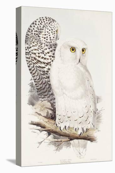 Snowy Owl. Strix Nyctea; (Linn); Surnia Nyctea, 1832-1837-Edward Lear-Stretched Canvas