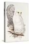 Snowy Owl. Strix Nyctea; (Linn); Surnia Nyctea, 1832-1837-Edward Lear-Stretched Canvas