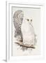 Snowy Owl. Strix Nyctea; (Linn); Surnia Nyctea, 1832-1837-Edward Lear-Framed Giclee Print