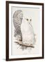 Snowy Owl. Strix Nyctea; (Linn); Surnia Nyctea, 1832-1837-Edward Lear-Framed Giclee Print