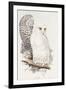 Snowy Owl. Strix Nyctea; (Linn); Surnia Nyctea, 1832-1837-Edward Lear-Framed Giclee Print