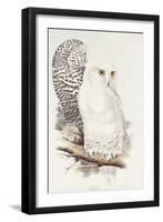 Snowy Owl. Strix Nyctea; (Linn); Surnia Nyctea, 1832-1837-Edward Lear-Framed Giclee Print