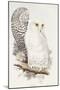 Snowy Owl. Strix Nyctea; (Linn); Surnia Nyctea, 1832-1837-Edward Lear-Mounted Giclee Print