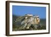 Snowy Owl with Chicks-null-Framed Photographic Print