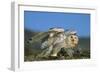 Snowy Owl with Chicks-null-Framed Photographic Print