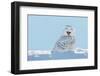 Snowy Owl Yawning, Which Makes it Look like it's Laughing. Copy Space to Left.-James Pintar-Framed Photographic Print