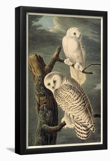 Snowy Owl-null-Framed Poster