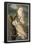 Snowy Owl-null-Framed Poster