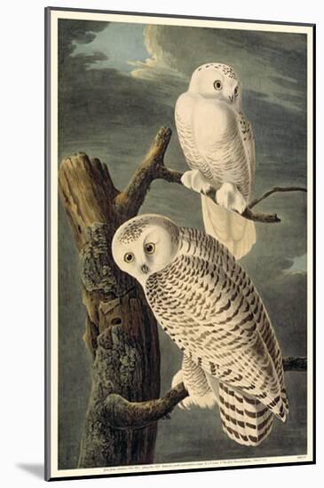 Snowy Owl-null-Mounted Poster