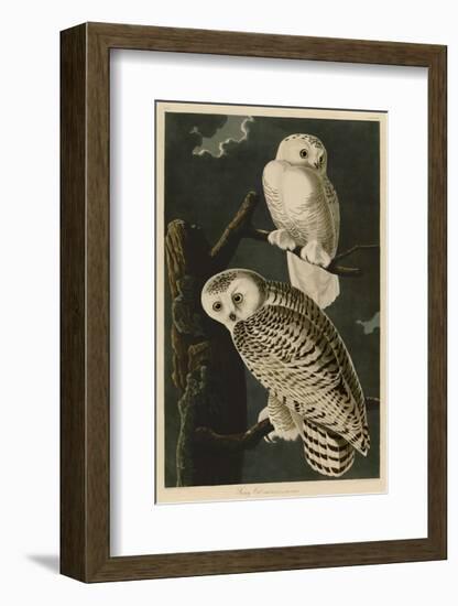 Snowy Owl-John James Audubon-Framed Giclee Print