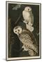 Snowy Owl-John James Audubon-Mounted Giclee Print