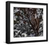 Snowy Owl-Steve Hunziker-Framed Art Print