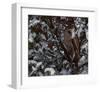 Snowy Owl-Steve Hunziker-Framed Art Print