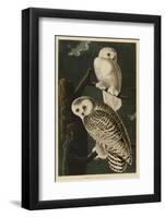 Snowy Owl-John James Audubon-Framed Art Print