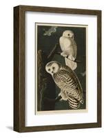 Snowy Owl-John James Audubon-Framed Art Print