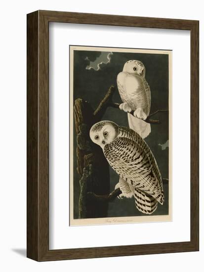 Snowy Owl-John James Audubon-Framed Art Print