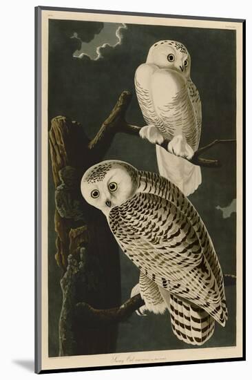 Snowy Owl-John James Audubon-Mounted Art Print