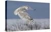 Snowy Owl-Mircea Costina-Stretched Canvas