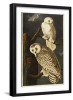 Snowy Owl-John James Audubon-Framed Giclee Print