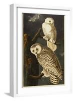 Snowy Owl-John James Audubon-Framed Giclee Print