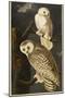 Snowy Owl-John James Audubon-Mounted Giclee Print