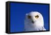 Snowy Owl-null-Framed Stretched Canvas