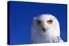Snowy Owl-null-Stretched Canvas