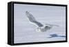 Snowy Owl-null-Framed Stretched Canvas