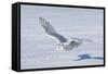 Snowy Owl-null-Framed Stretched Canvas