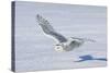 Snowy Owl-null-Stretched Canvas