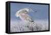 Snowy Owl-Mircea Costina-Framed Stretched Canvas