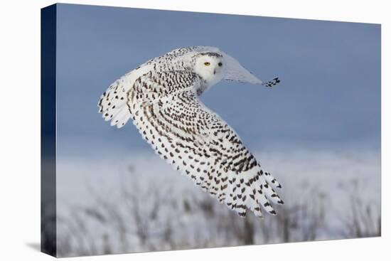 Snowy Owl-Mircea Costina-Stretched Canvas