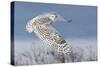Snowy Owl-Mircea Costina-Stretched Canvas