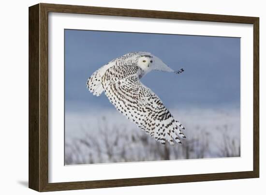 Snowy Owl-Mircea Costina-Framed Photographic Print
