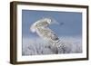 Snowy Owl-Mircea Costina-Framed Photographic Print